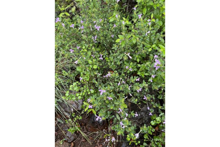 Barleria saxatilis -11321