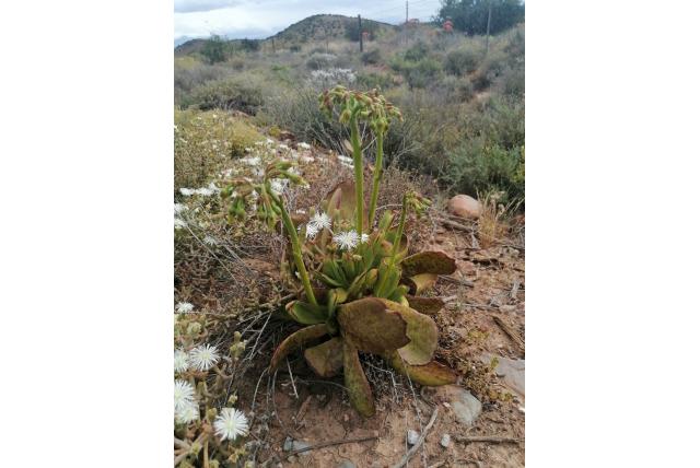 Wigvormige cotyledon