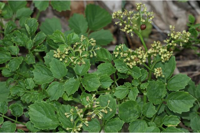 Natal cyphostemma