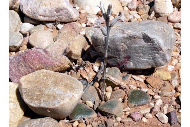 Springbokvlakte haworthia