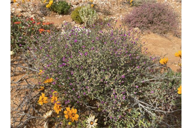 Bolvormige drosanthemum