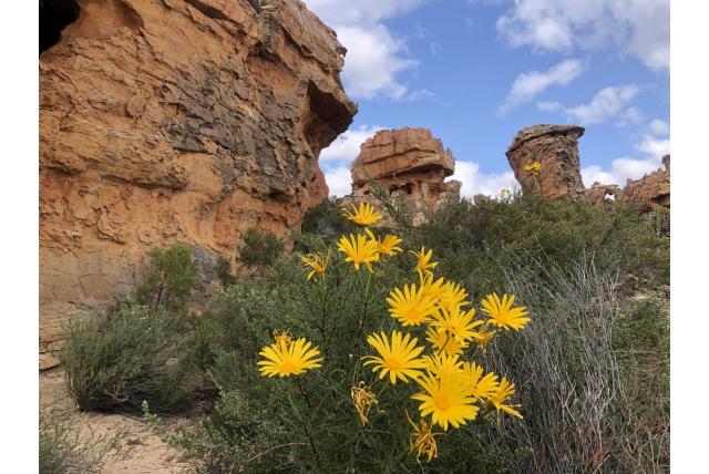 Wagener's euryops