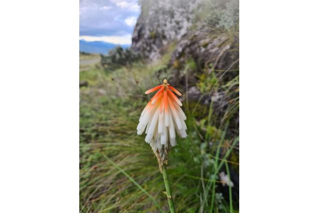 Thode's fakkellelie Thode's fakkellelie