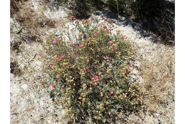 Dichtbladige lampranthus