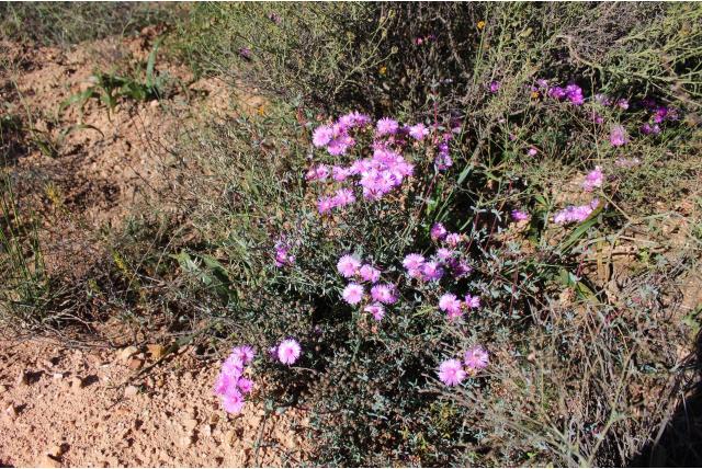 Zoete lampranthus
