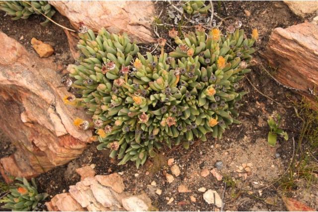 Wittige machairophyllum