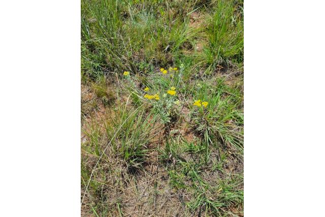 Hottentot nidorella