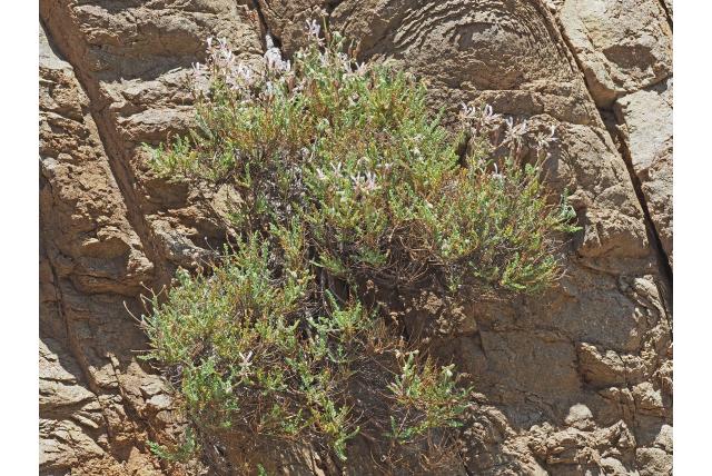Astragalus tragacantha-achtige geranium