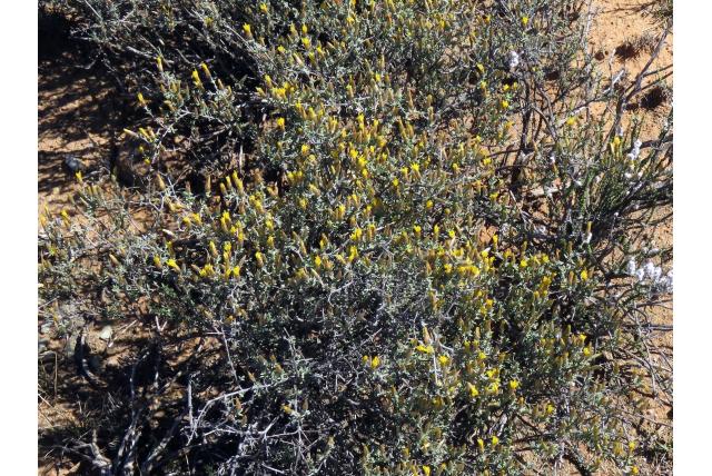 Blauwe pteronia