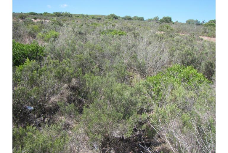Pteronia oppositifolia 11356