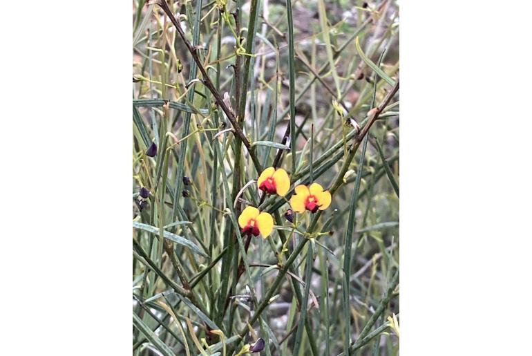 Daviesia costata -11373