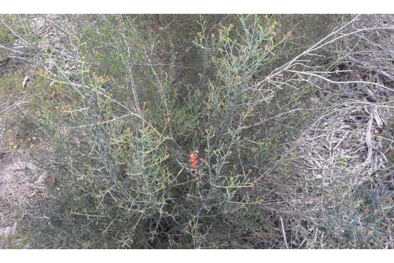 Daviesia physodes -11381