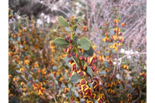 Diamantvormig-blad daviesia