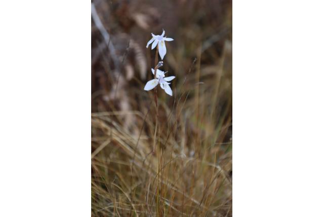 Thomson’s moraea