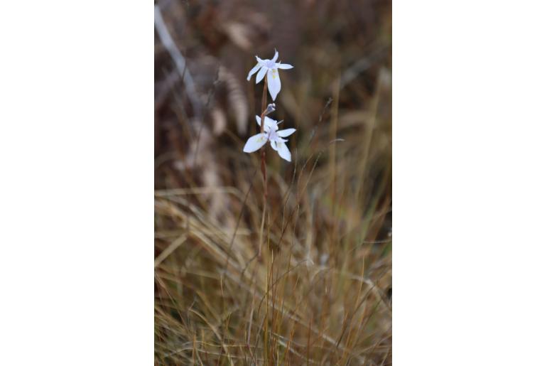 Moraea thomsonii 11384