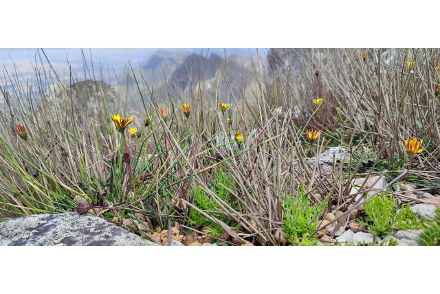 Berg Dimorphotheca