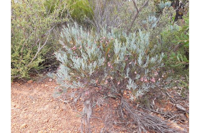 Daviesia met cilindervormig blad