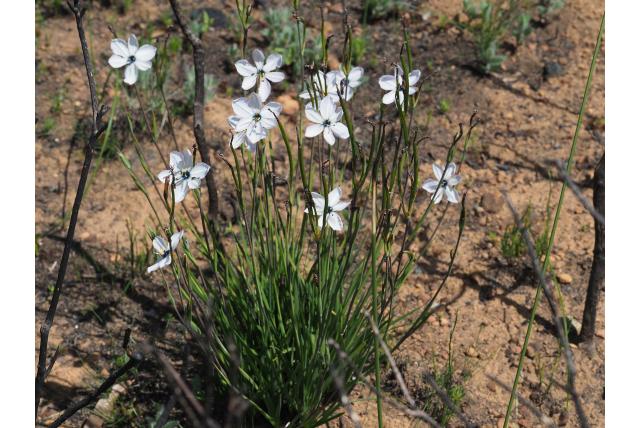 Keverminnende Aristea