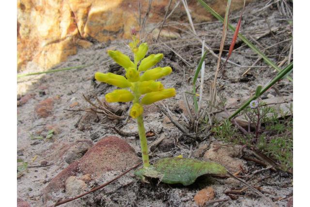 Breed verspreide lachenalia Breed verspreide lachenalia