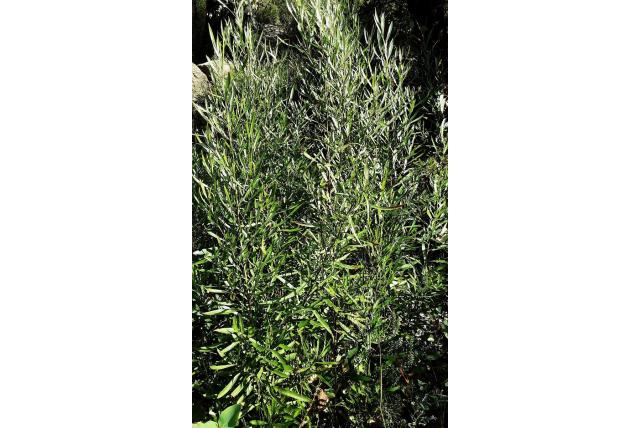 Ingesneden hoppestruik Ingesneden hoppestruik