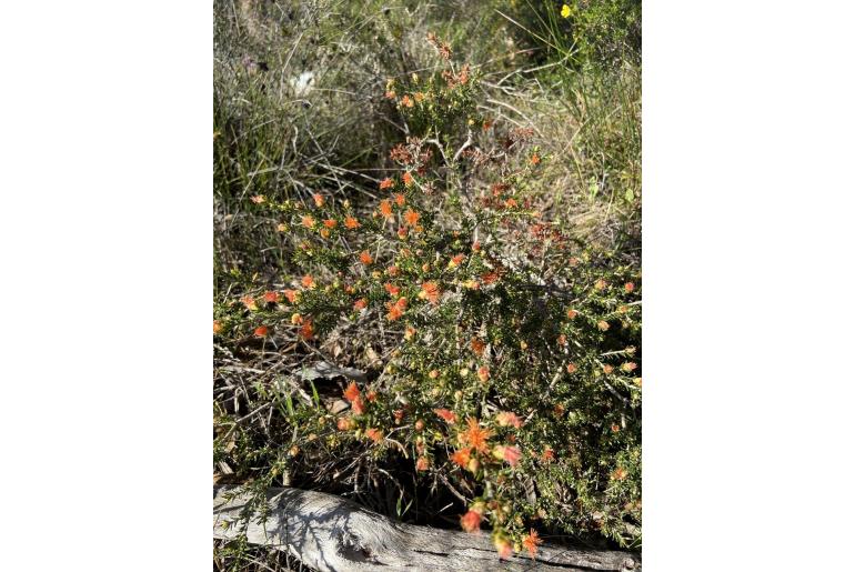 Melaleuca pilosa var pilosa -11404