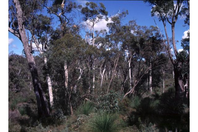 Verspreide Eucalyptus