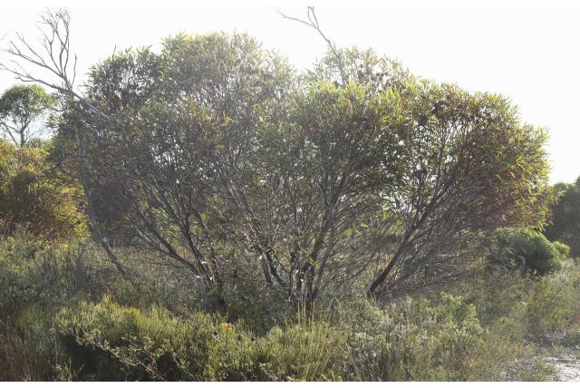 Bal fruit Eucalyptus Bal fruit Eucalyptus