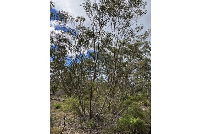 Groenbladige Eucalyptus Groenbladige Eucalyptus