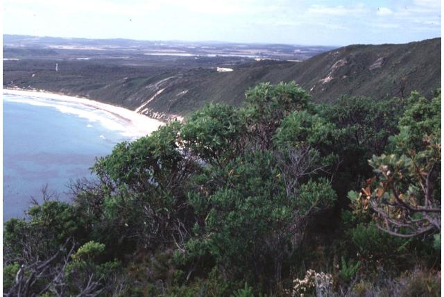Hamelin Bay Eucalyptus Hamelin Bay Eucalyptus