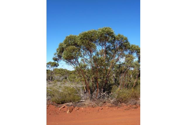 Eucalyptus met vierkante vruchten Eucalyptus met vierkante vruchten