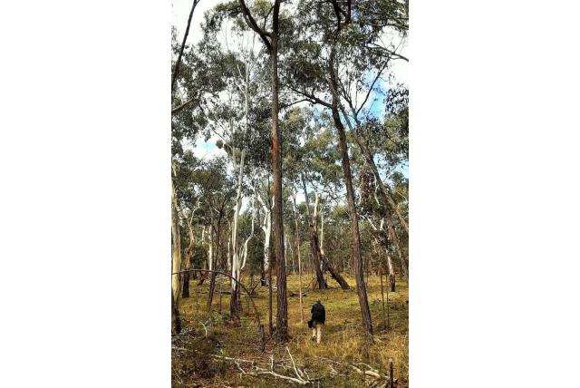 Capertee Eucalyptus Capertee Eucalyptus