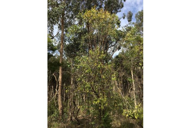 Bruine Eucalyptus Bruine Eucalyptus