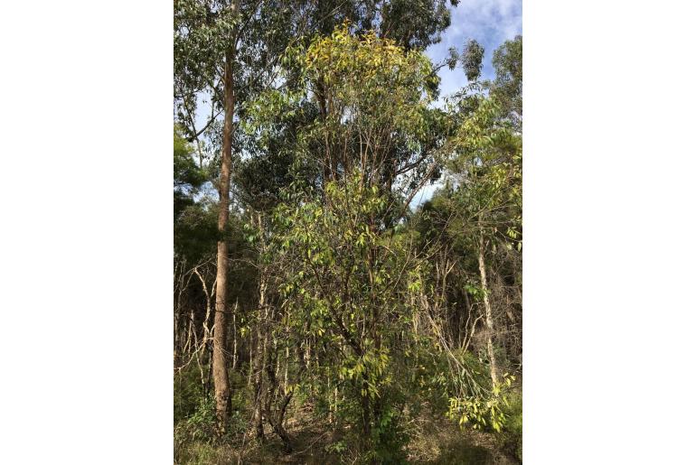 Eucalyptus capitellata 11424
