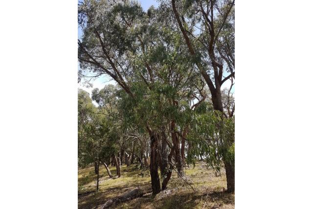 Melige Eucalyptus Melige Eucalyptus