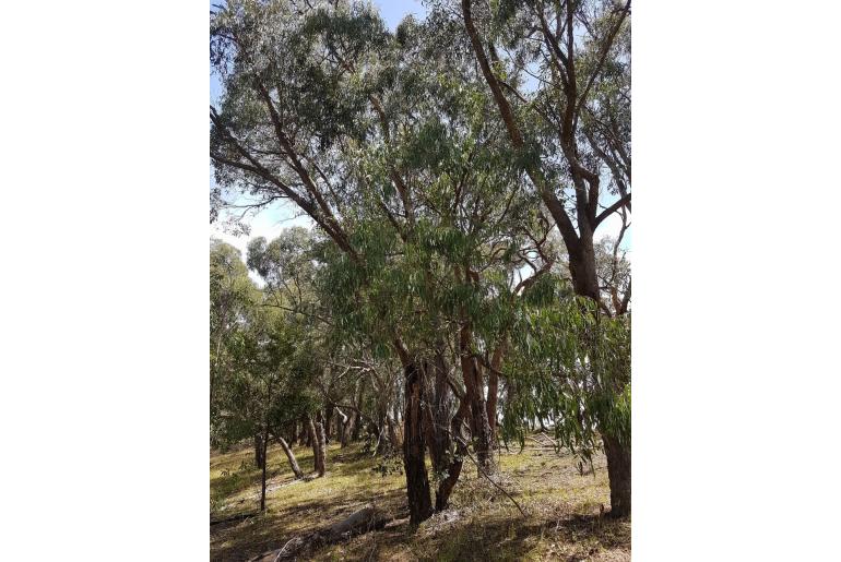 Eucalyptus cephalocarpa 11426