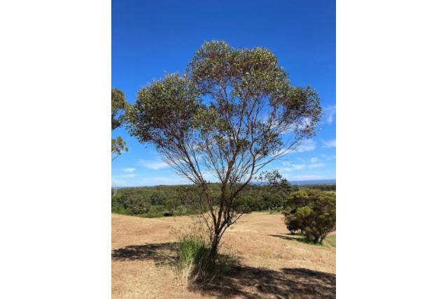Rood-bloem Eucalyptus