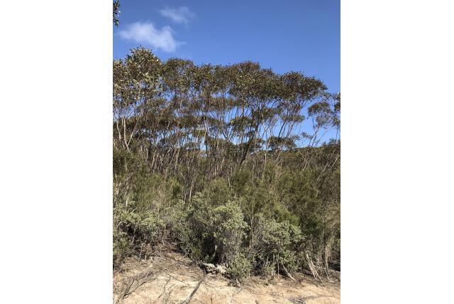 Westelijke Port Linclon Eucalyptus