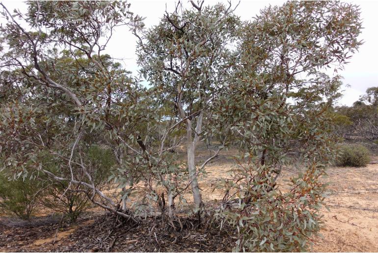 Eucalyptus cyanophylla 11432
