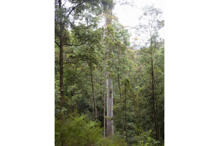 Eucalyptus deanei -11435