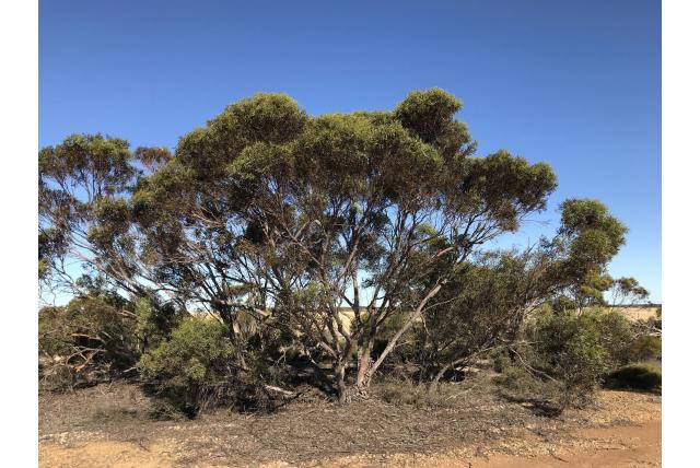 Rode zeehond Eucalyptus