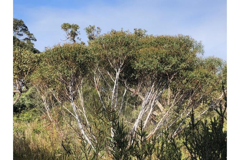 Eucalyptus doratoxylon 11440