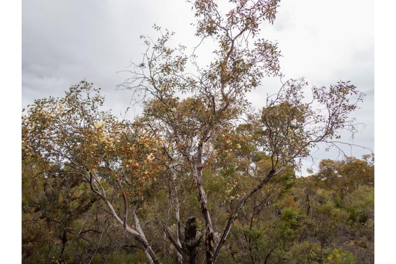 Eucalyptus drummondii 11441