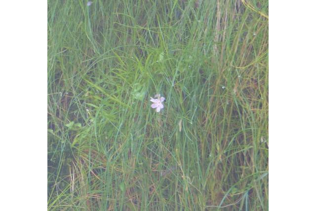 Moeras geissorhiza Moeras geissorhiza