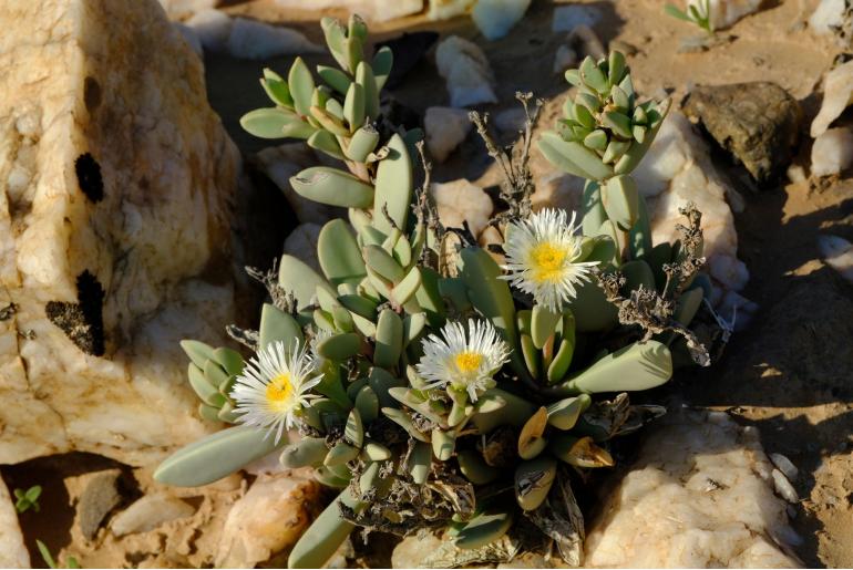 Hartmanthus pergamentaceus 11457