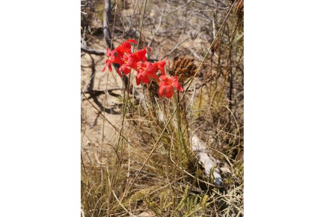 Nerine-vormige gladiolus