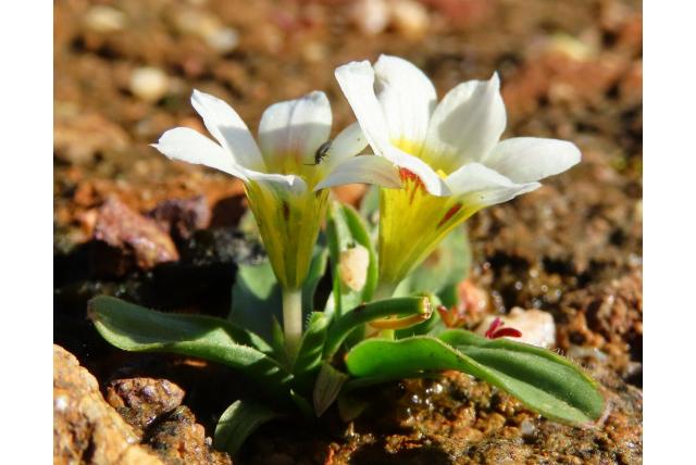 Witbloemige moraea