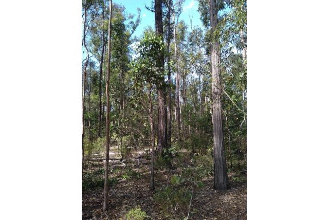 Breedbladige vezelige Eucalyptus