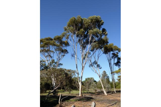 Zilveren Eucalyptus