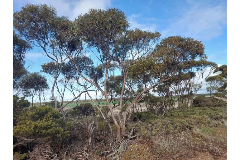 Eucalyptus flocktoniae 11470