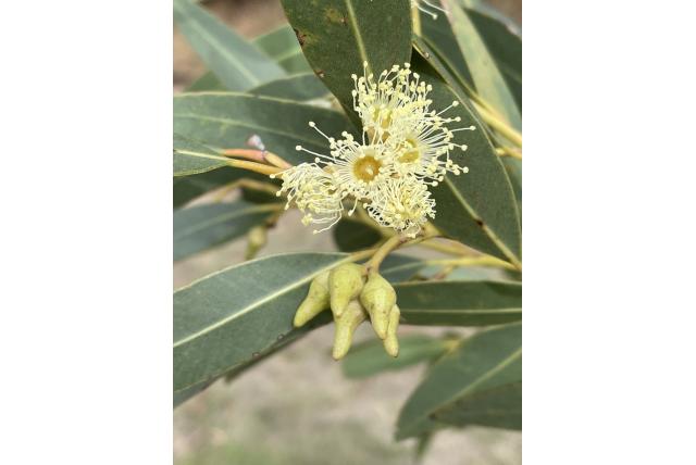 Jerdacuttup Eucalyptus Jerdacuttup Eucalyptus